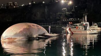 Uma das maiores carcaças de baleia foi encontrada na Itália
