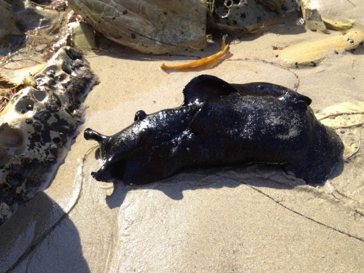Conheça a lebre do mar negro, a maior lesma marinha do mundo