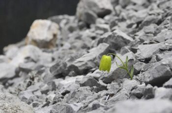 Planta evolui para se esconder dos seres humanos