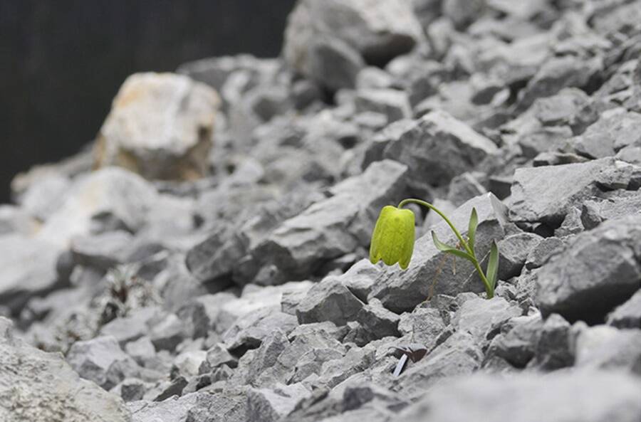 Planta evolui para se esconder dos seres humanos