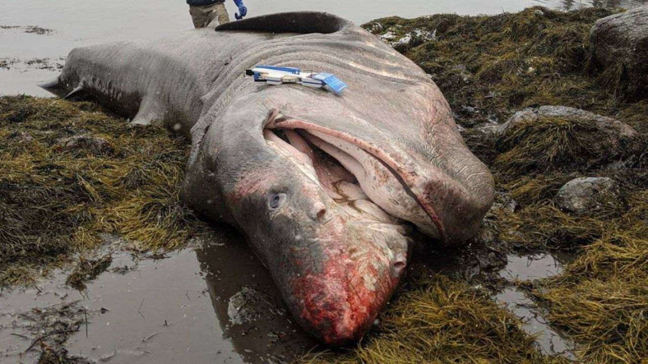 Tubarão do tamanho de uma camionete aparece em praia dos EUA