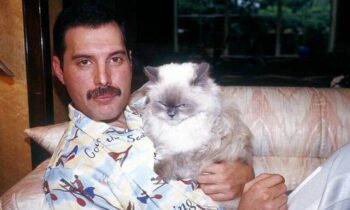 Fotos raras de Freddie Mercury e seus gatos são de derreter o coração