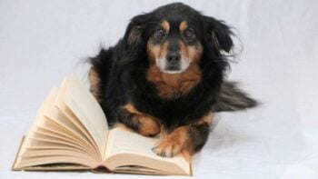 Esse teste simples pode dizer se seu cachorro é um gênio, segundo cientistas