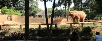 A pessoa média é potencialmente mais gorda do que um elefante normal