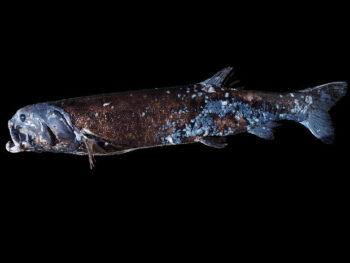 Biólogo marinho descobre peixe monstruoso em baía do Japão