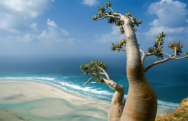 Socotra, a ilha árabe que mais se parece com um mundo alienígena