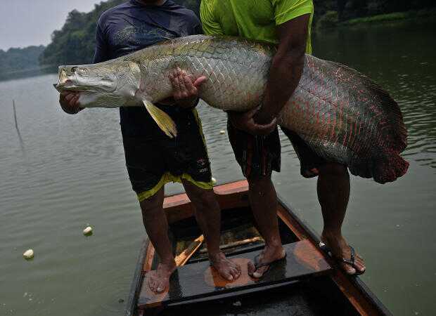 Pirarucu, o peixe monstro da Amazônia, é encontrado em rio da Flórida, EUA