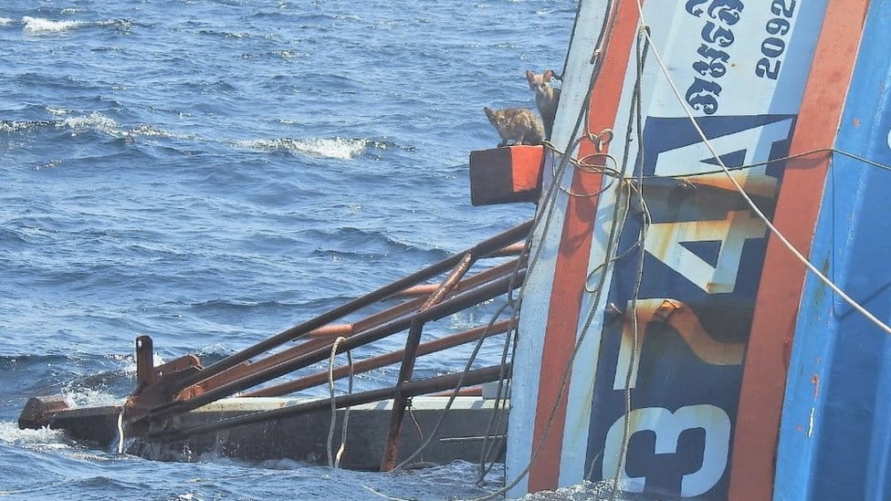 Marinha Real da Tailândia resgata gatos de navio que estava naufragando