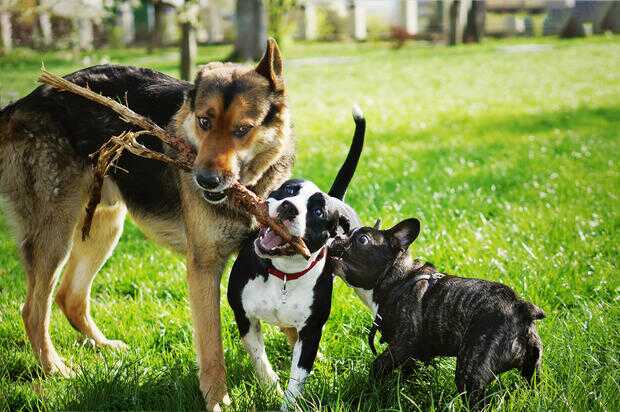 5 raças de cães mais populares da América