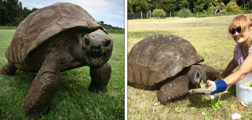 Conheça Jonathan, o animal mais velho do mundo – Fatos Desconhecidos