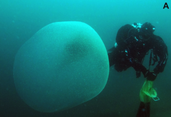 Mergulhadores descobrem bolhas marinhas gigantes