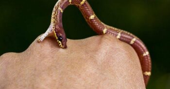 O que devemos fazer quando formos picados por uma cobra?