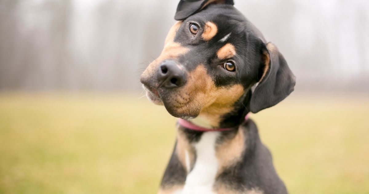 O vínculo com seu cachorro envolve bastante olhar mútuo