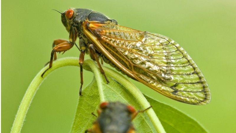 Trilhões de cigarras estão prestes a dominar os Estados Unidos