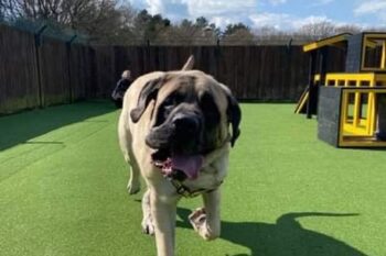 Abrigo de animais tenta encontrar um dono para o maior cachorro de todos os tempos