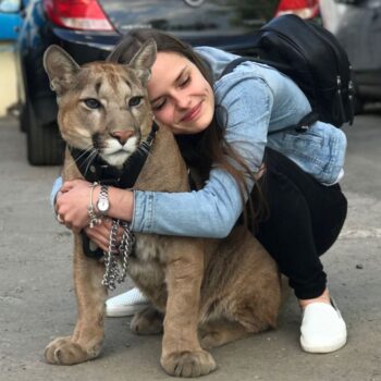 Casal Russo adota leão das montanhas como animal de estimação