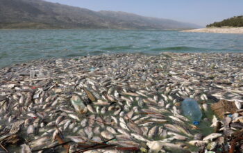 Toneladas de peixes mortos aparecem nas margens do Lago Qaraoun, no Líbano