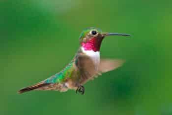 7 animais que podem ser extintos em 10 anos