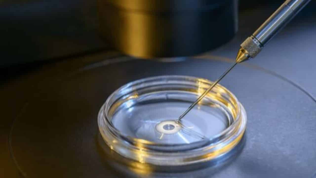 Embrião de rato com coração batendo foi cultivado inteiramente em uma placa de Petri