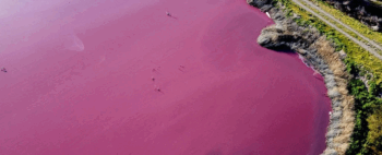 Uma lagoa na Argentina ficou rosa brilhante e não foi por causas naturais