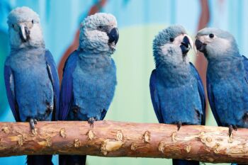 Considerada extinta desde 2000, filhotes de arara-azul nasceram no Brasil