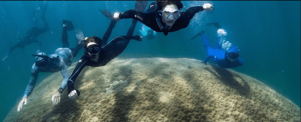Coral de 400 anos é o maior já visto na Grande Barreira de Corais