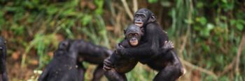 Macacos foram observados começando e terminando interações iguais aos humanos