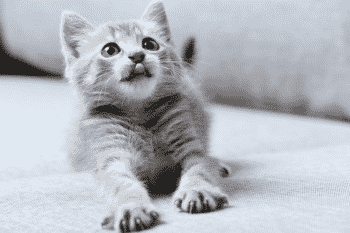 Estudo identificou sete traços de personalidades nos gatos