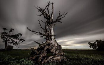 Como a morte das árvores afeta o ciclo de carbono na Terra? Primeiro estudo desse tipo responde