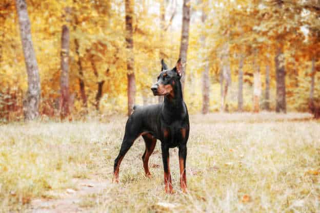 doberman