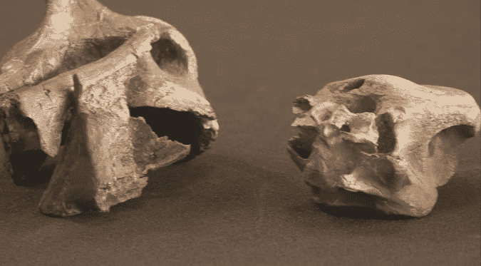 Esse fóssil enigmático da Ilha de Wight revela dois novos dinossauros predadores