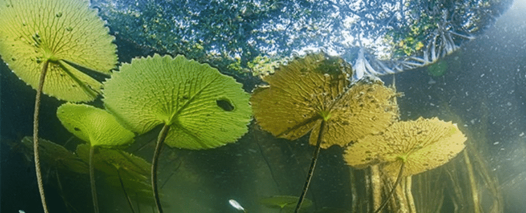 Essa floresta oculta está ''presa no tempo'' há 100 mil anos