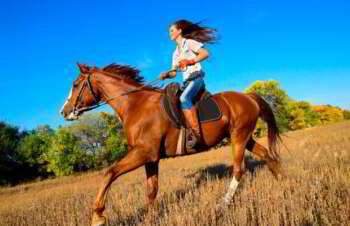 Andar a cavalo é mais perigoso do que esquiar e andar de moto. Entenda o motivo