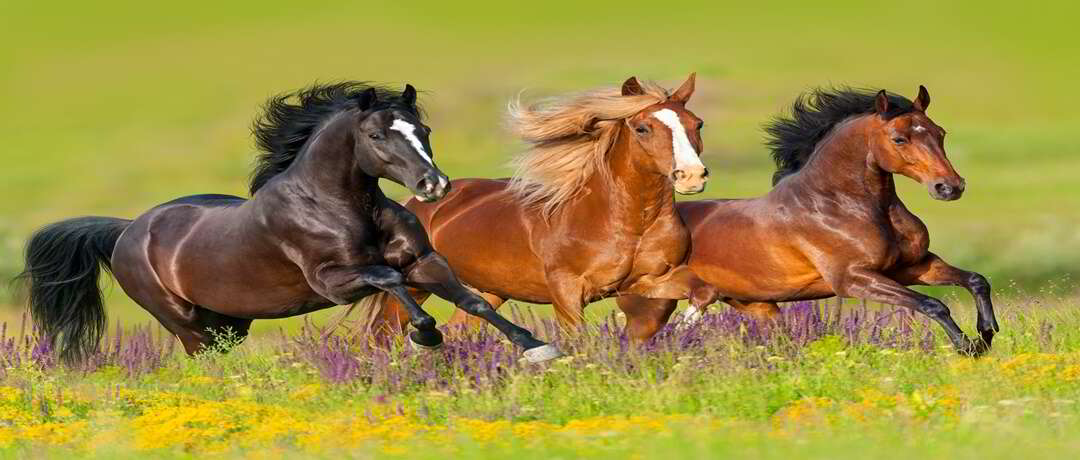Estudo revelou de onde veio o ancestral dos cavalos modernos