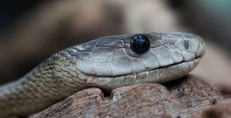 Descoberta de fóssil de cobra de quatro patas tem uma reviravolta