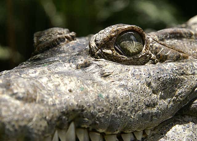 Crocodilo-filipino