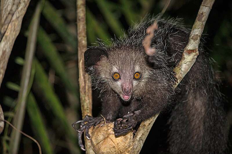 Descubra as espécies animais mais raras do mundo