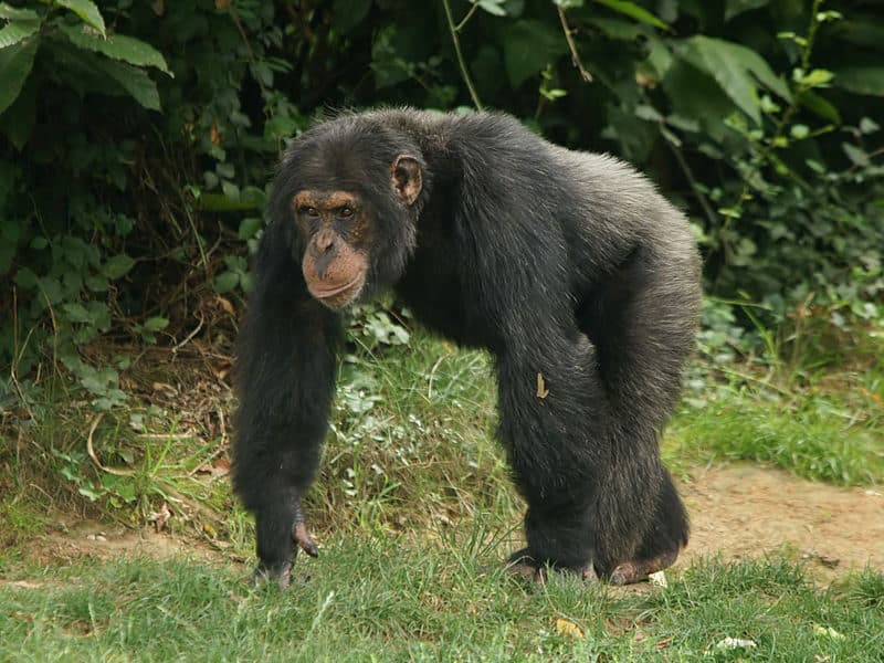 Chimpanzé