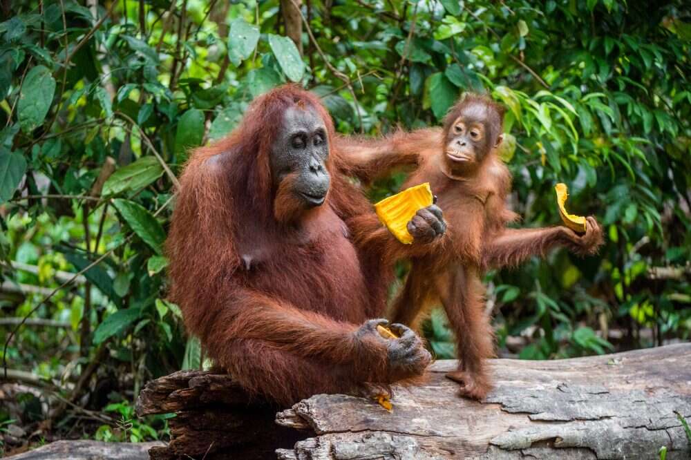 Orangotango - espécies mais raras do mundo