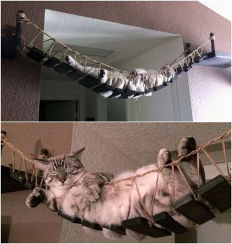 Ponte de gato