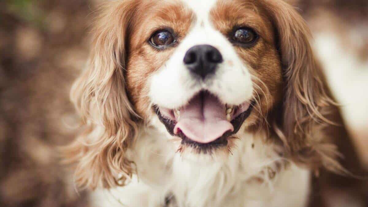 Cachorro Cavalier King Charles Spaniel