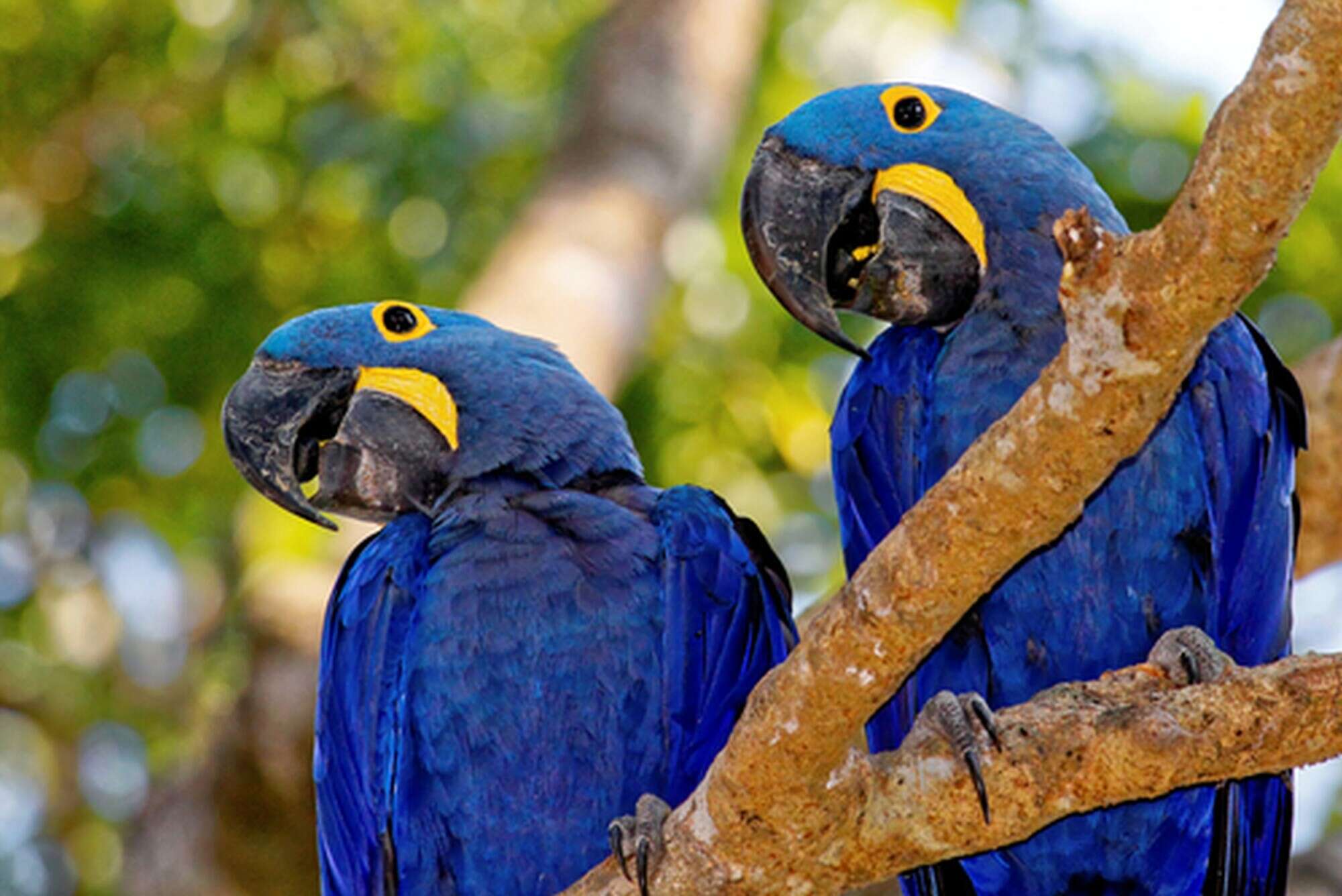 Por que o azul é cor mais rara na natureza?