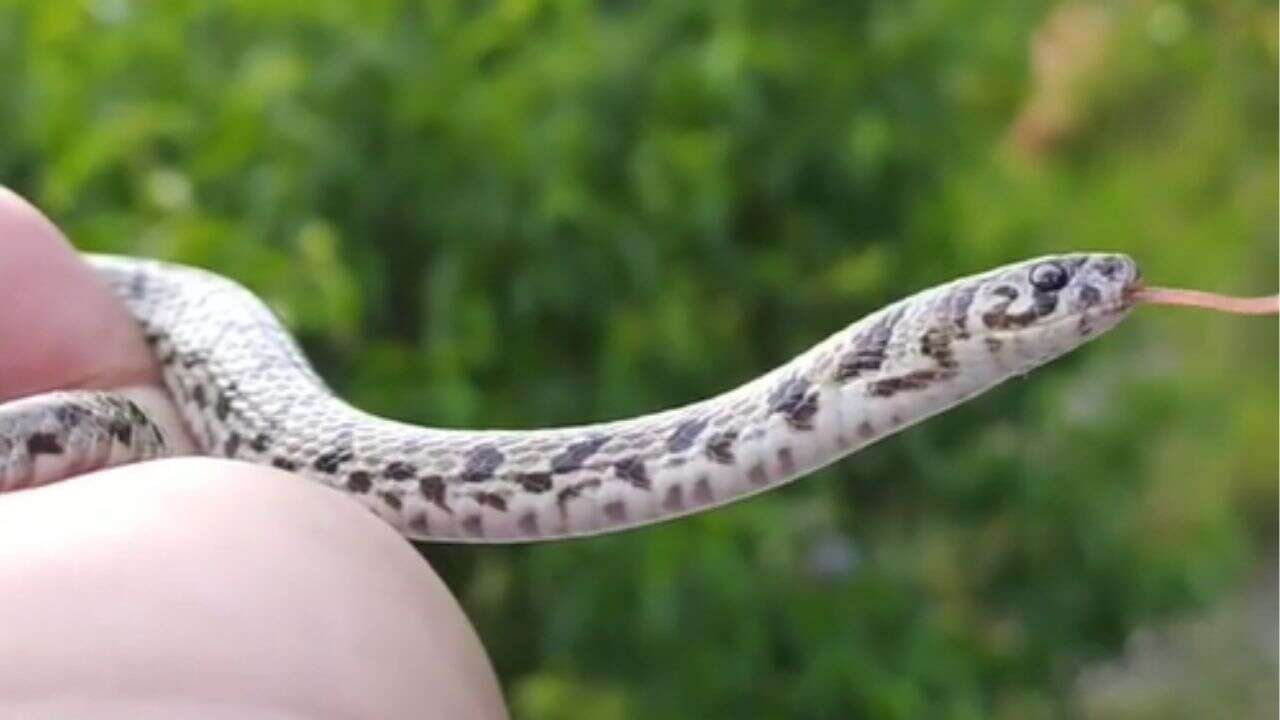 Espécie nova de cobra foi descoberta por um post no Instagram