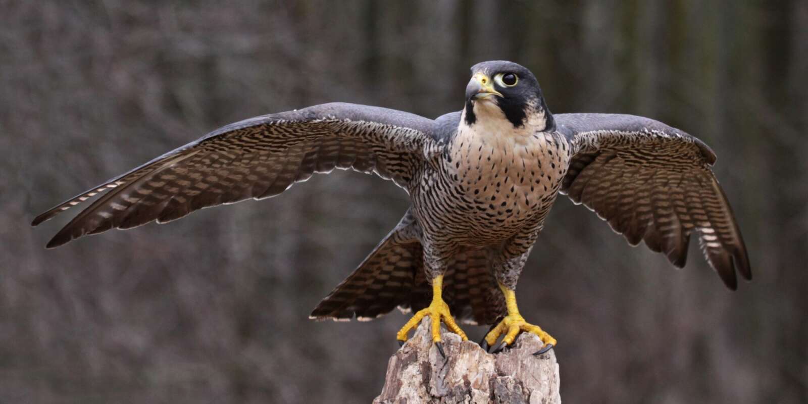 Animal mais rápido do mundo Falcão Peregrino