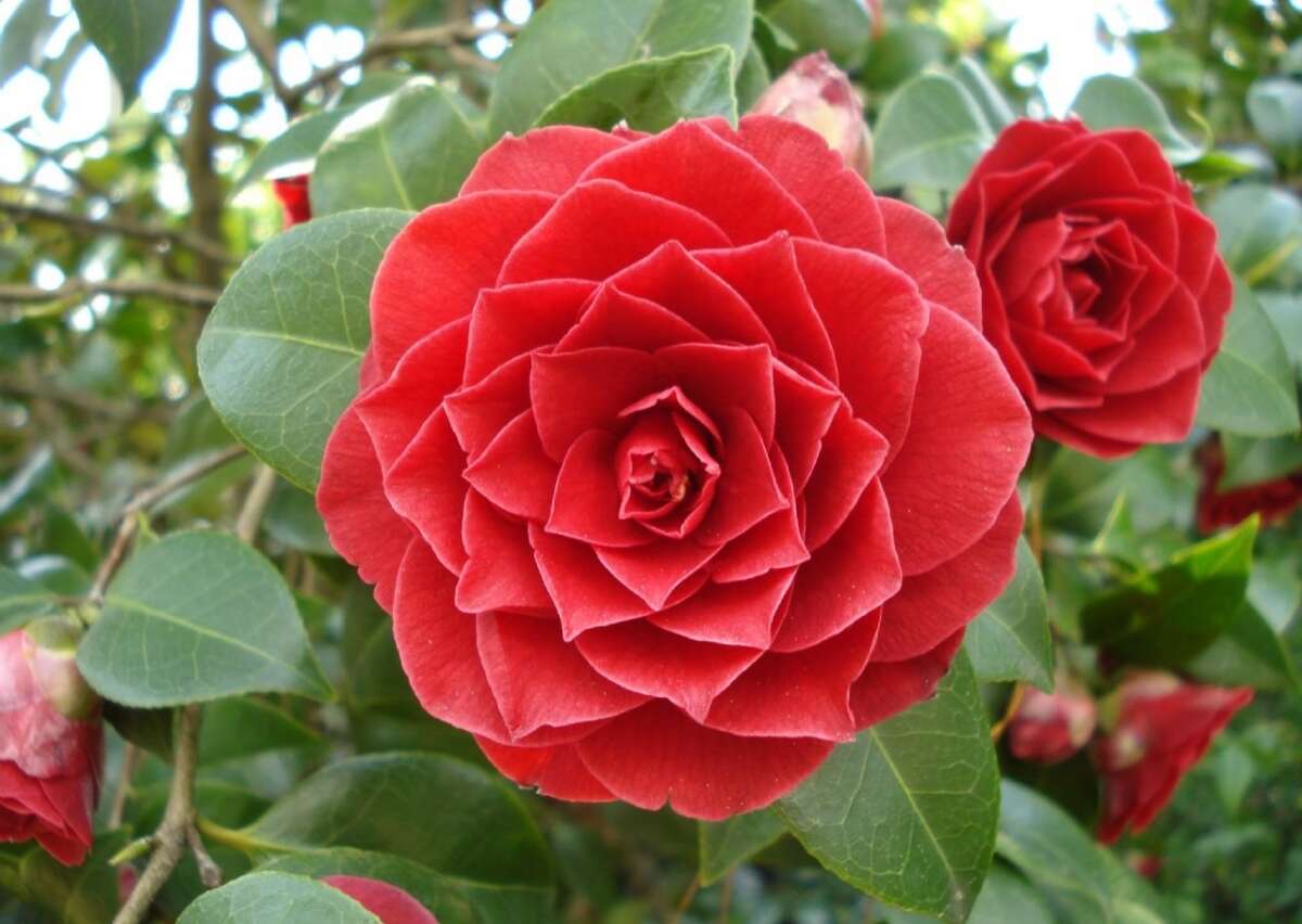 Middlemist Vermelha A flor mais rara do mundo Fatos Desconhecidos