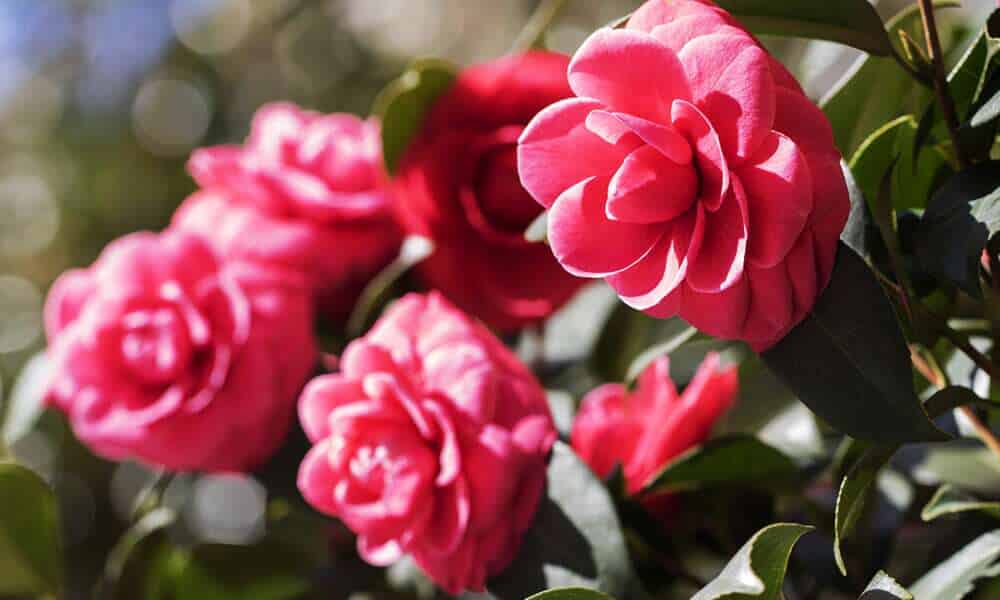 Middlemist Vermelha: A flor mais rara do mundo