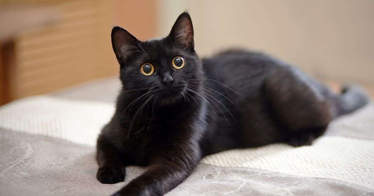 Gato preto superstições