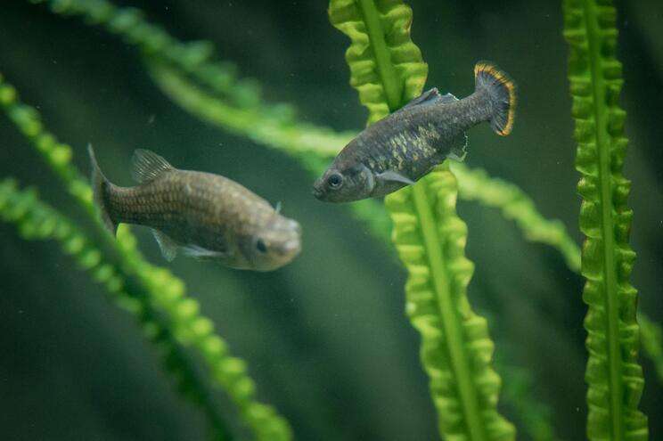 Peixe 'extinto' no México é reintroduzido na natureza graças a zoo