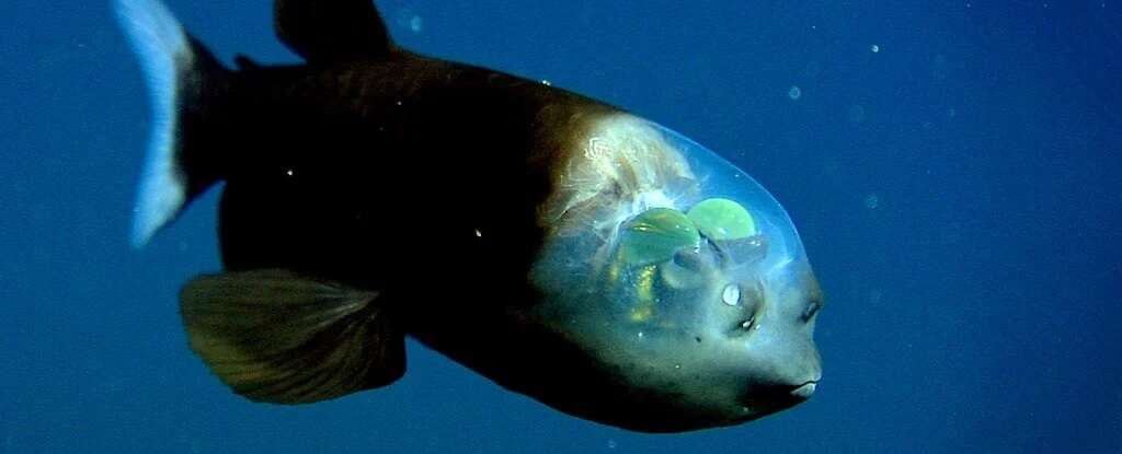 Peixe bizarro com cabeça transparente foi capturado em imagens raras