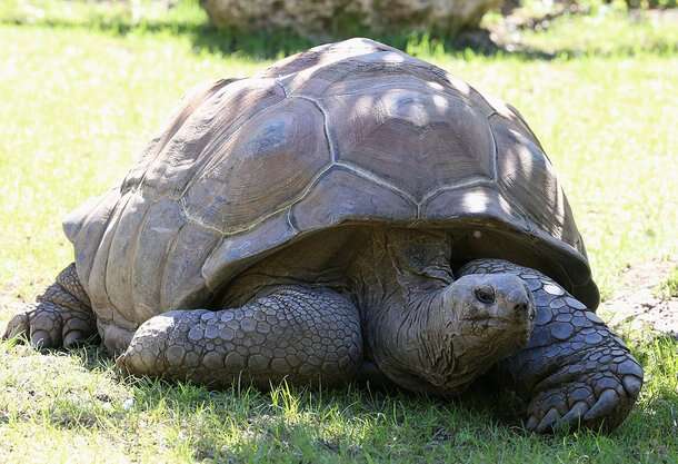 Saiba quais são os animais mais velhos do mundo
